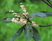 มะกอกน้ำ Elaeocarpus hygrophilus Kurz<br/>ELAEOCARPACEAE