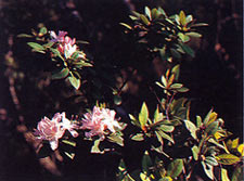 กุหลาบพันปีลังกาหลวง Rhododendron microphyton Franch.<br/>ERICACEAE
