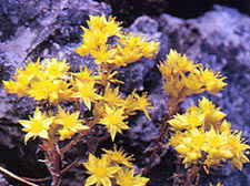 ฟองหินเหลือง Sedum susanae Hamet<br/>CRASSULACEAE