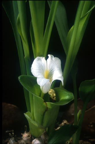 จุฑามาศ Stahlianthus campanulatus Kuntze<br/>ZINGIBERACEAE