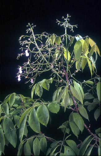 แคฝอย Stereospermum tetragonum DC.<br/>BIGNONIACEAE