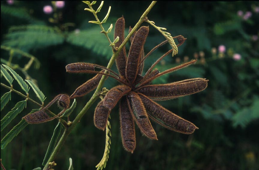 ไมยราบต้น Mimosa pigra L.<br/>FABACEAE (LEGUMINOSAE-MIMOSOIDEAE)
