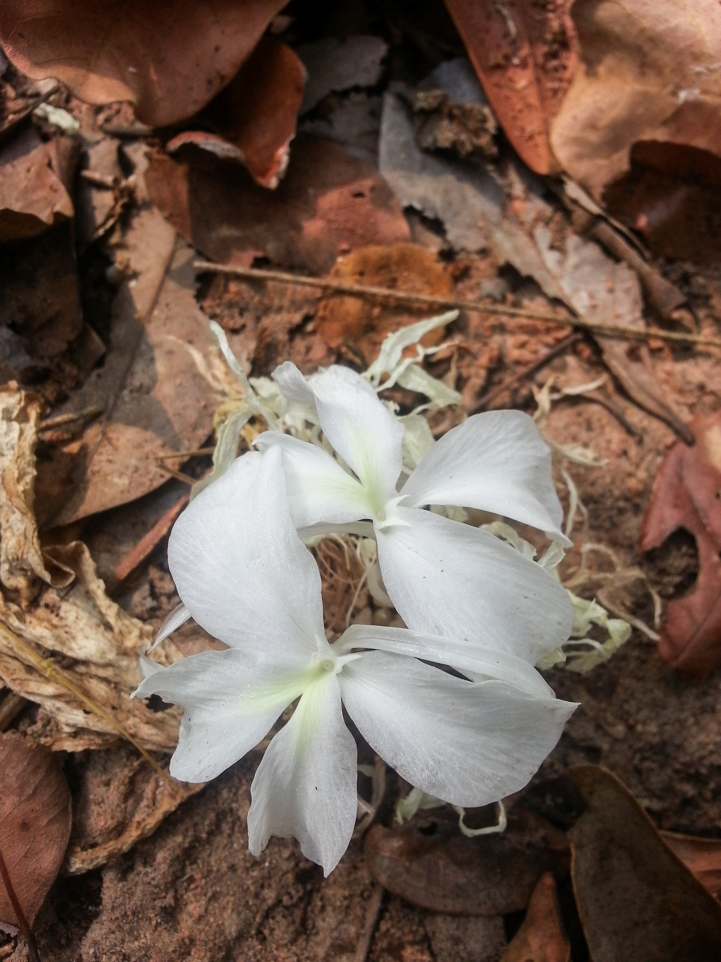 ตูบหมูบใบใหญ่ Kaempferia grandifolia S.Saensouk & T.Jenjittikul<br/>Zingiberaceae