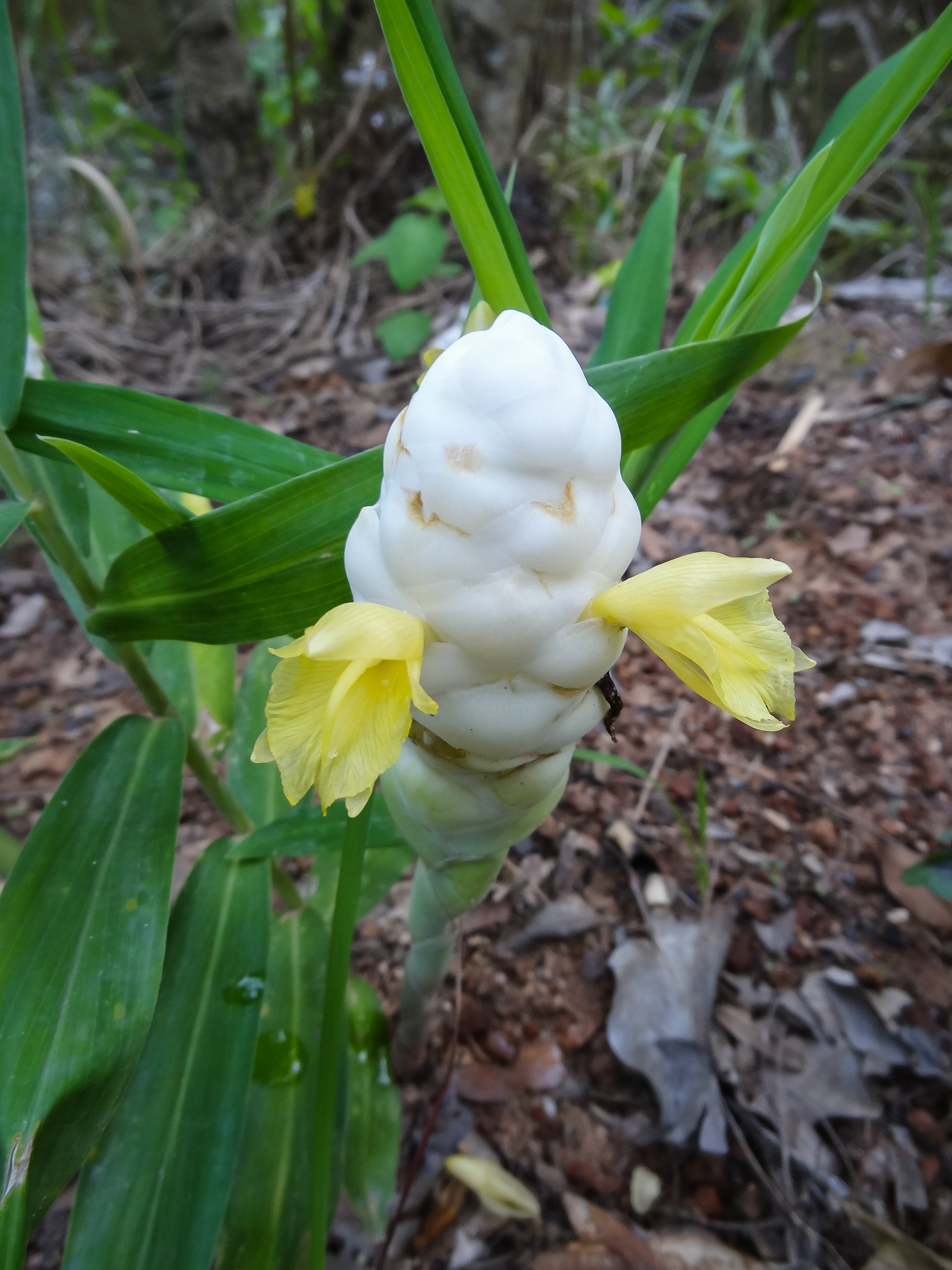 ขิงขาว Zingiber niveum Mood & Theilade<br/>Zingiberaceae