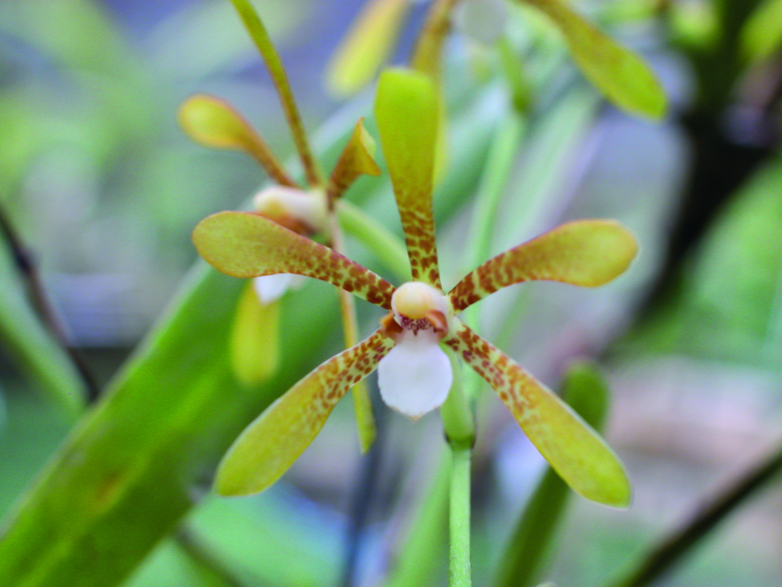 เอื้องตีนเป็ด Arachnis siamensis (Schltr.) Tang & F.T. Wang<br/>Zingiberaceae