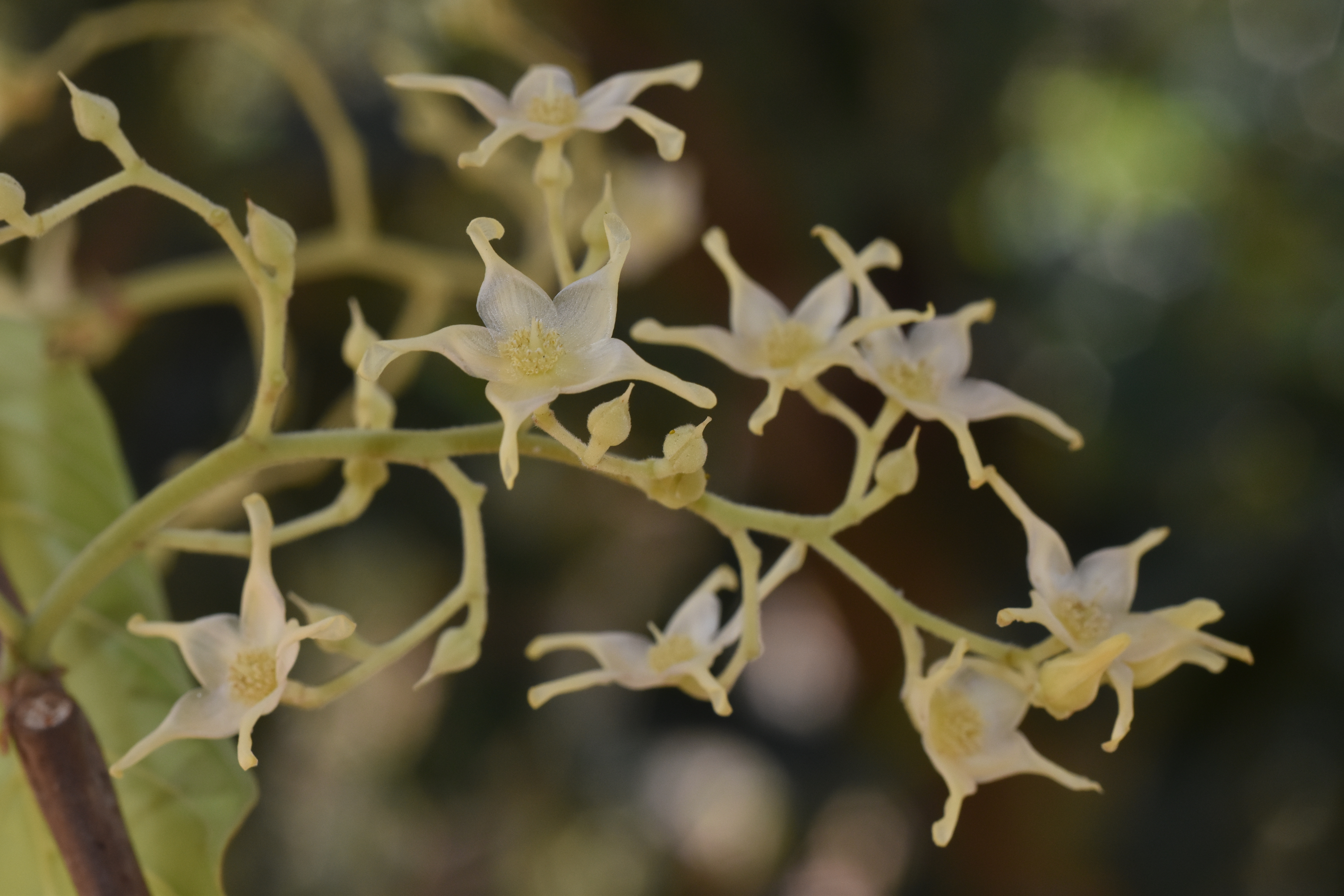 สาละ Shorea robusta C.F.Gaertn.<br/>DIPTEROCARPACEAE