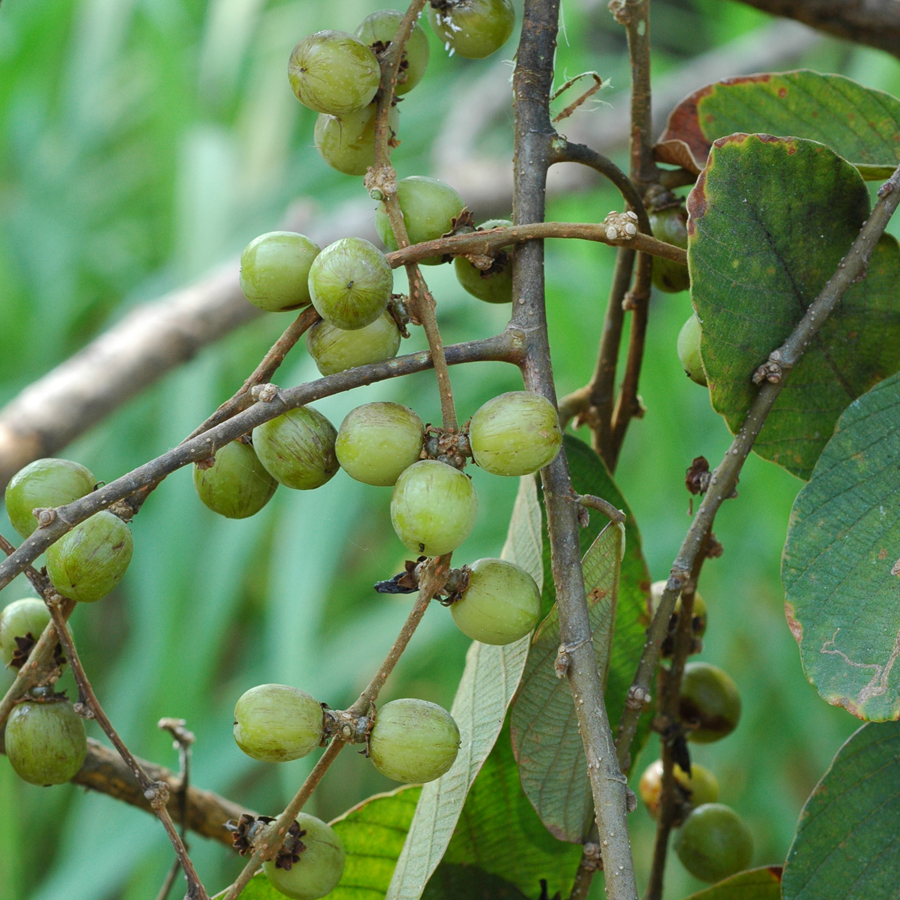 มะกาเครือ Bridelia stipularis (L.) Blume<br/>EUPHORBIACEAE