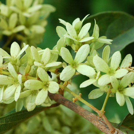 ติ่งตั่ง Getonia floribunda Roxb.  , Calycopteris floribunda (Roxb.) Lam.<br/>COMBRETACEAE