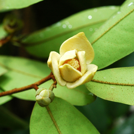 นมแมว Melodorum siamense (Scheff.) B&acirc;n, Rauwenhoffia siamensis Scheff.<br/>ANNONACEAE