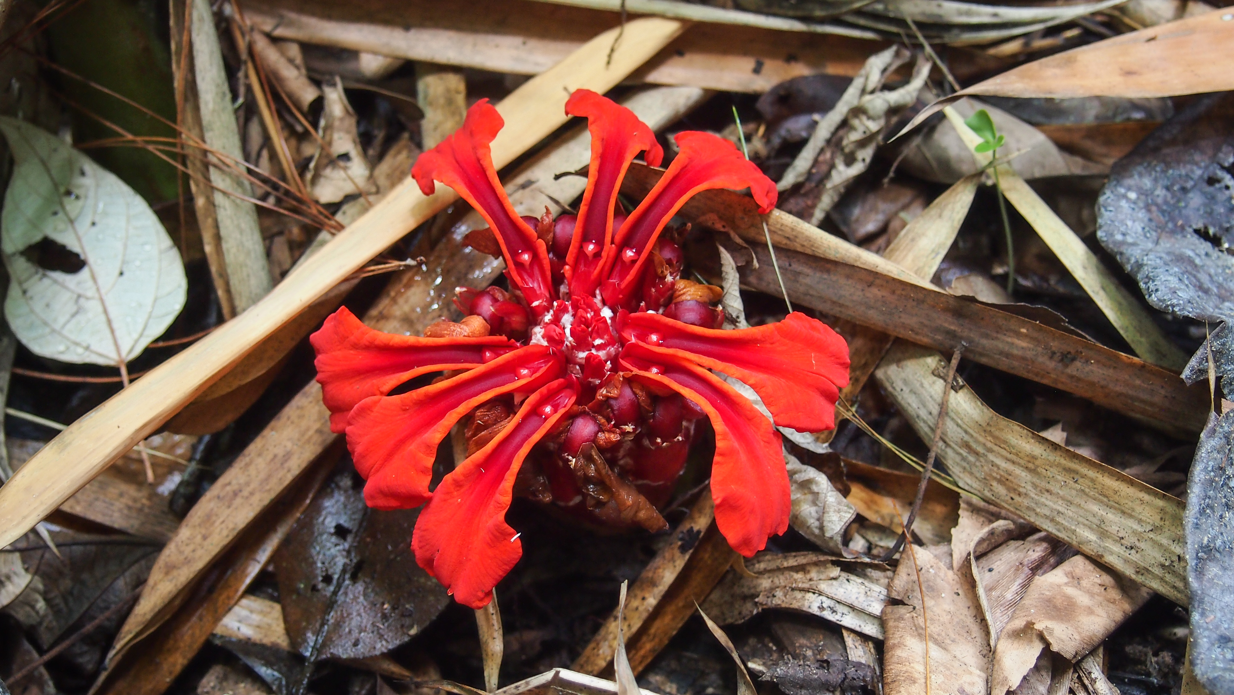 ว่านดอกทอง Etlingera araneosa (Baker) R.M.Sm.<br/>Zingiberaceae