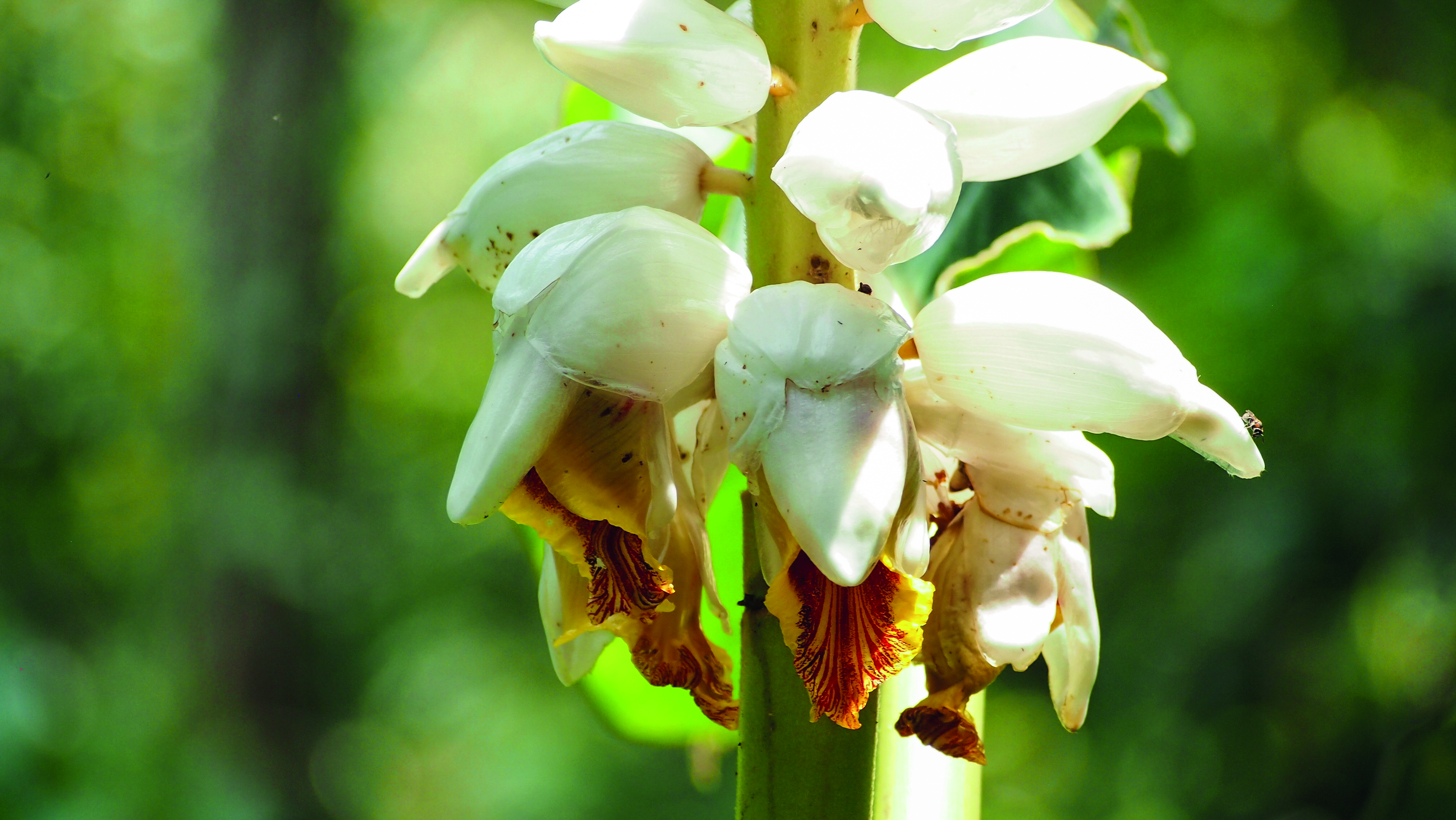 ข่าคม Alpinia malaccensis (Burm.f.) Roscoe<br/>Zingiberaceae