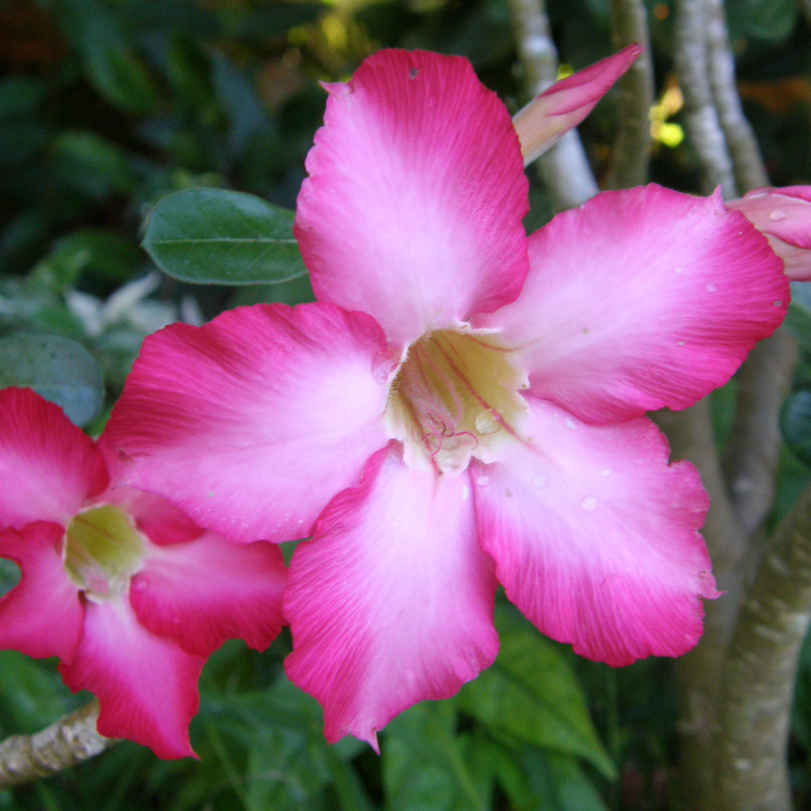 ชวนชม Adenium obesum (Forssk.) Roem. & Schult.<br/>APOCYNACEAE