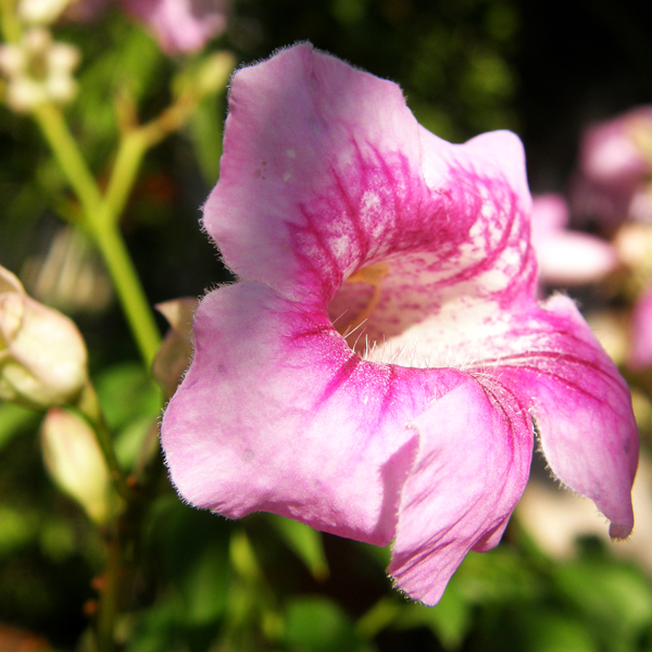 ชมพูฮาวาย Podranea ricasoliana (Tanfani) Sprague<br/>BIGNONIACEAE