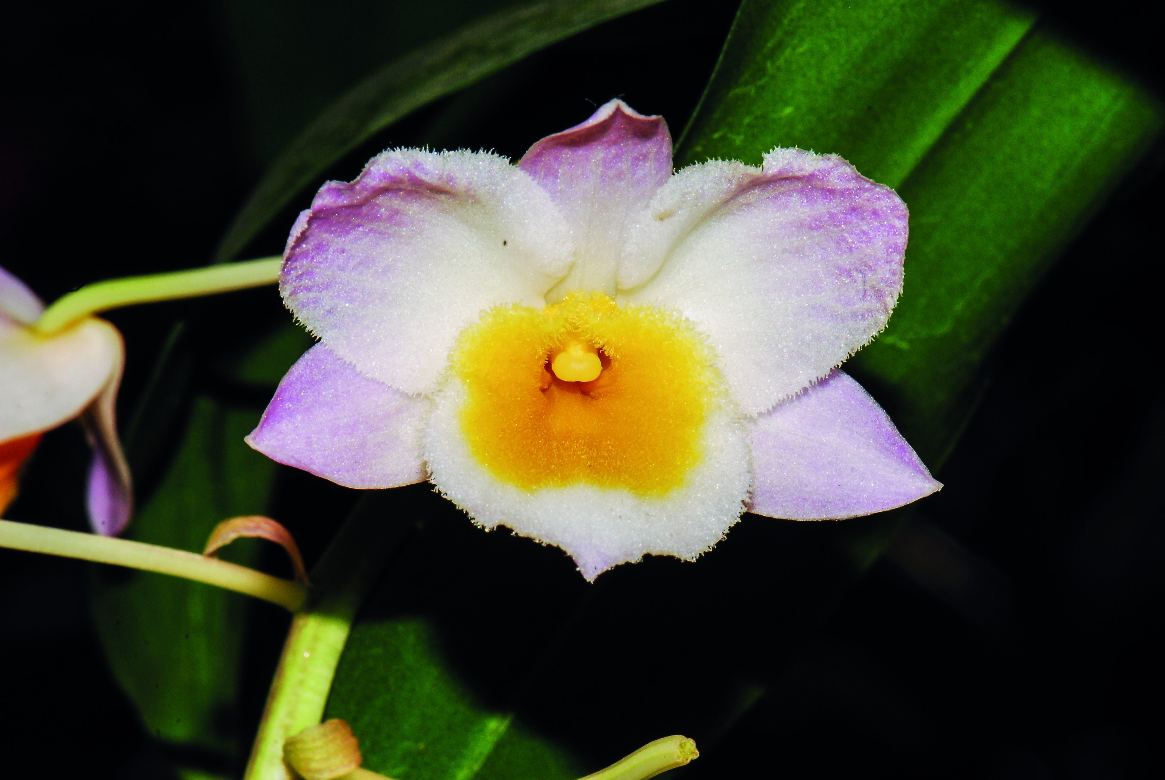 เอื้องมัจฉานุ Dendrobium farmeri Paxton<br/>Orchidaceae