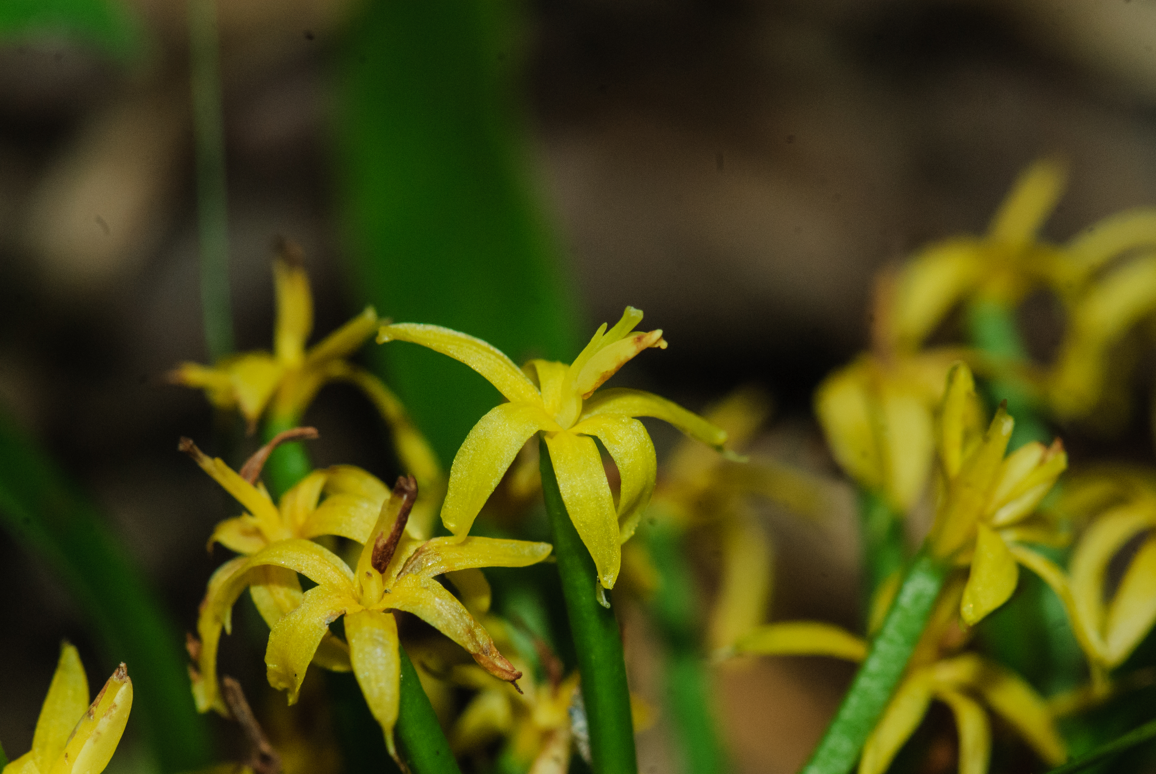 ตานขโมย Apostasia nuda R.Br.<br/>ORCHIDACEAE