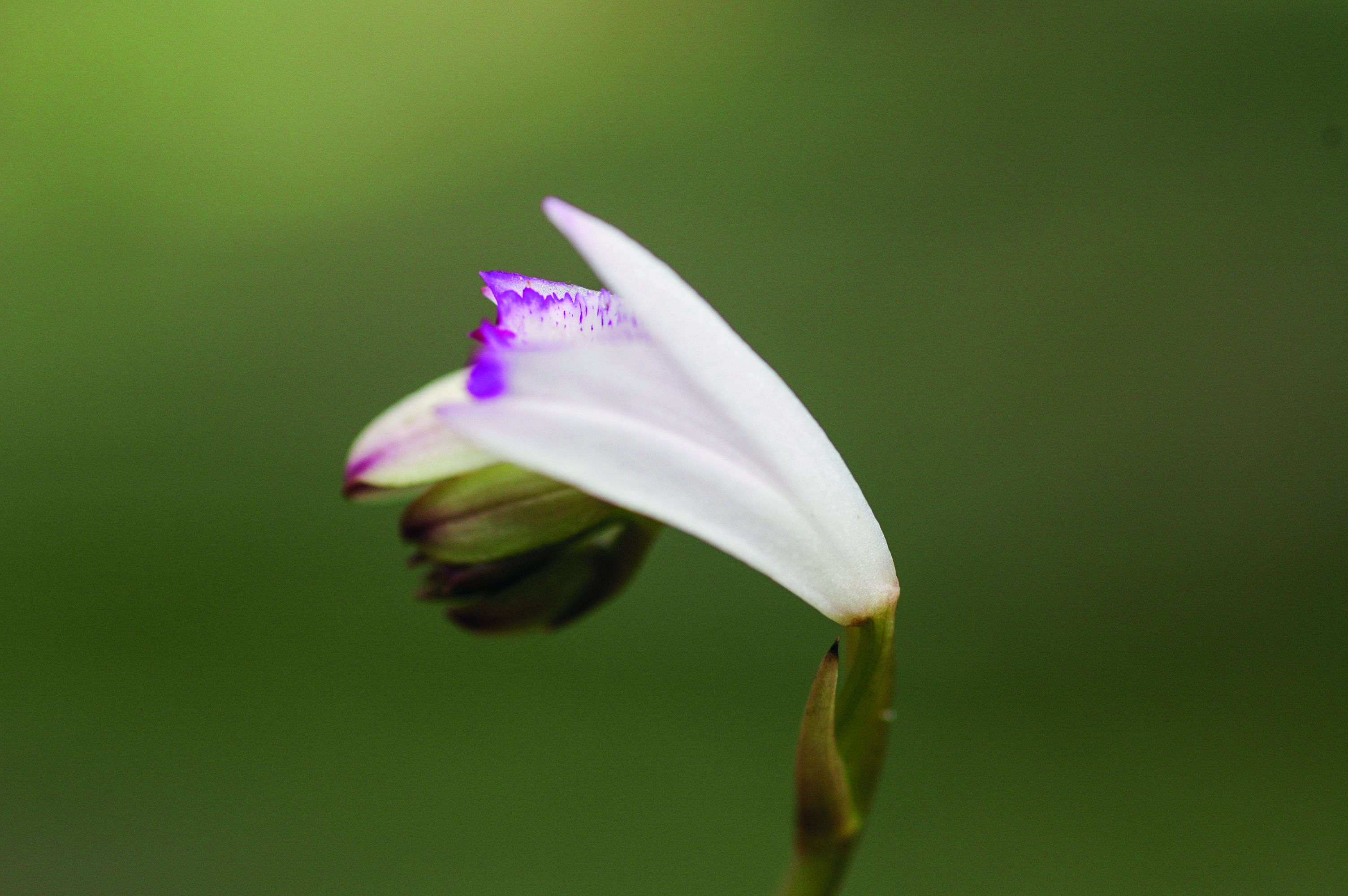 เอื้องดินจีน Bletilla sinensis (Rolfe) Schltr.<br/>ORCHIDACEAE