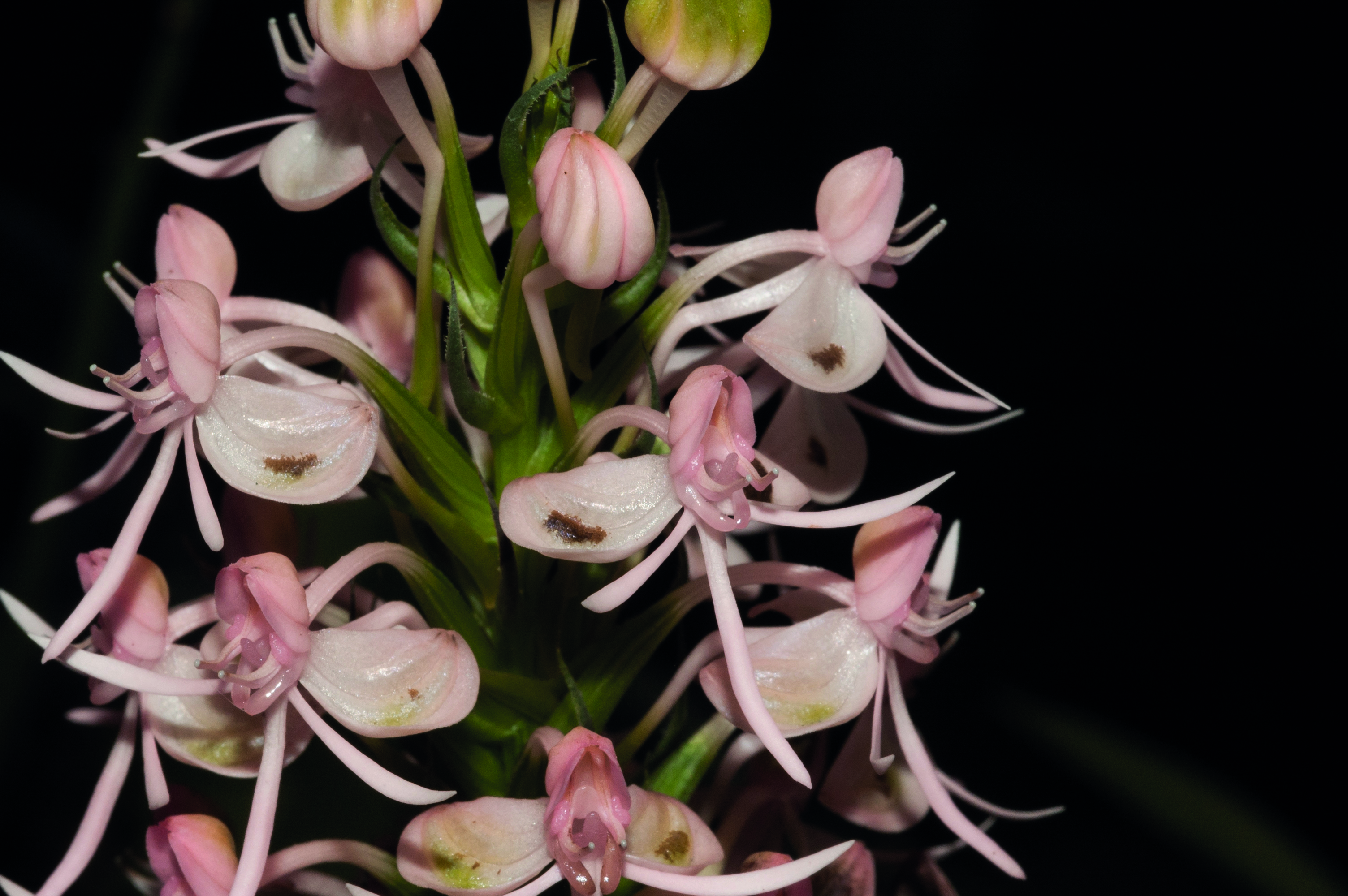 นางอั้วมันปู Habenaria rostellifera Rchb.f.<br/>Orchidaceae