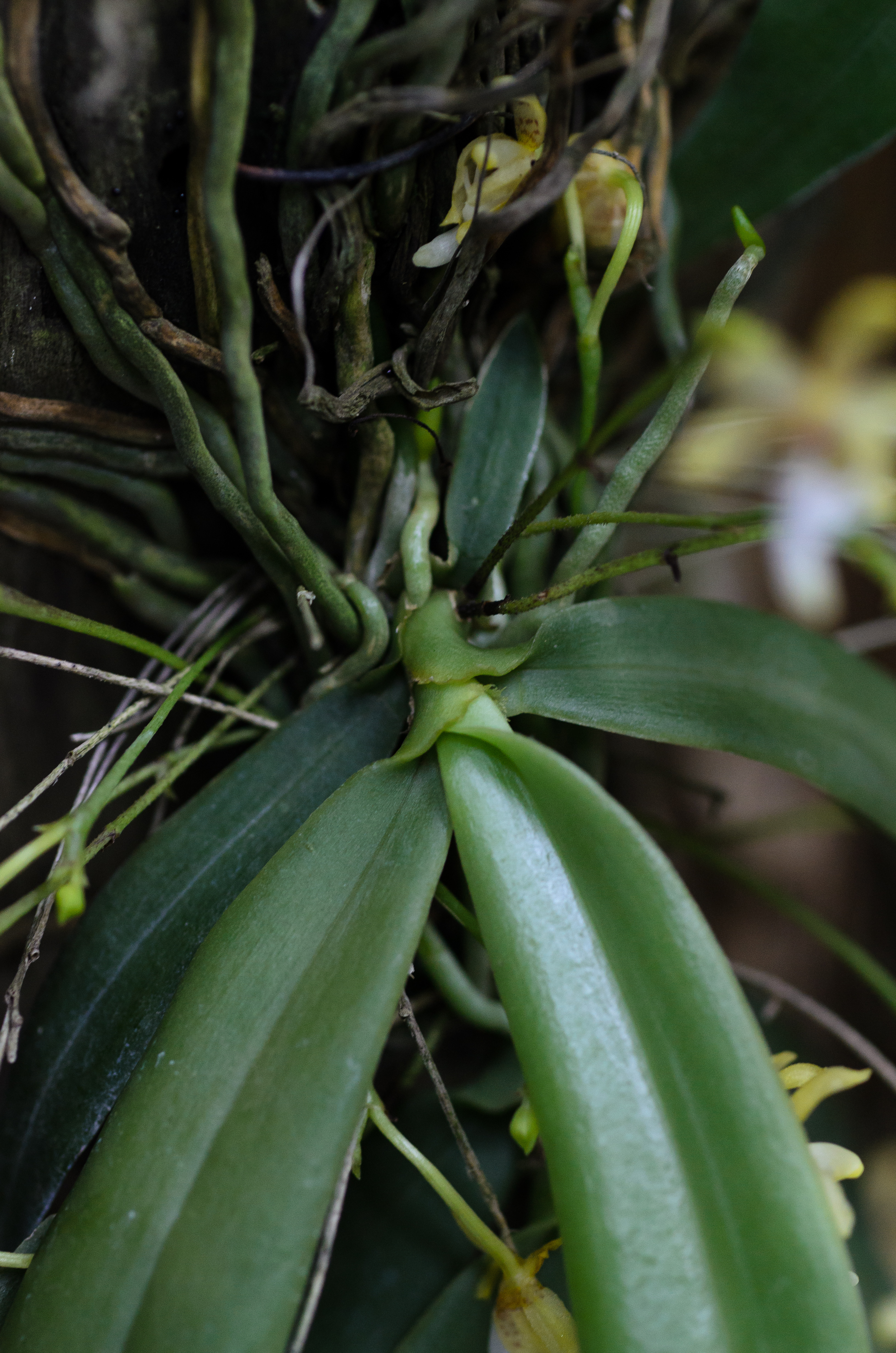 เอื้องเล่นลม Grosourdya appendiculata (Blume) Rchb.f.<br/>ORCHIDACEAE
