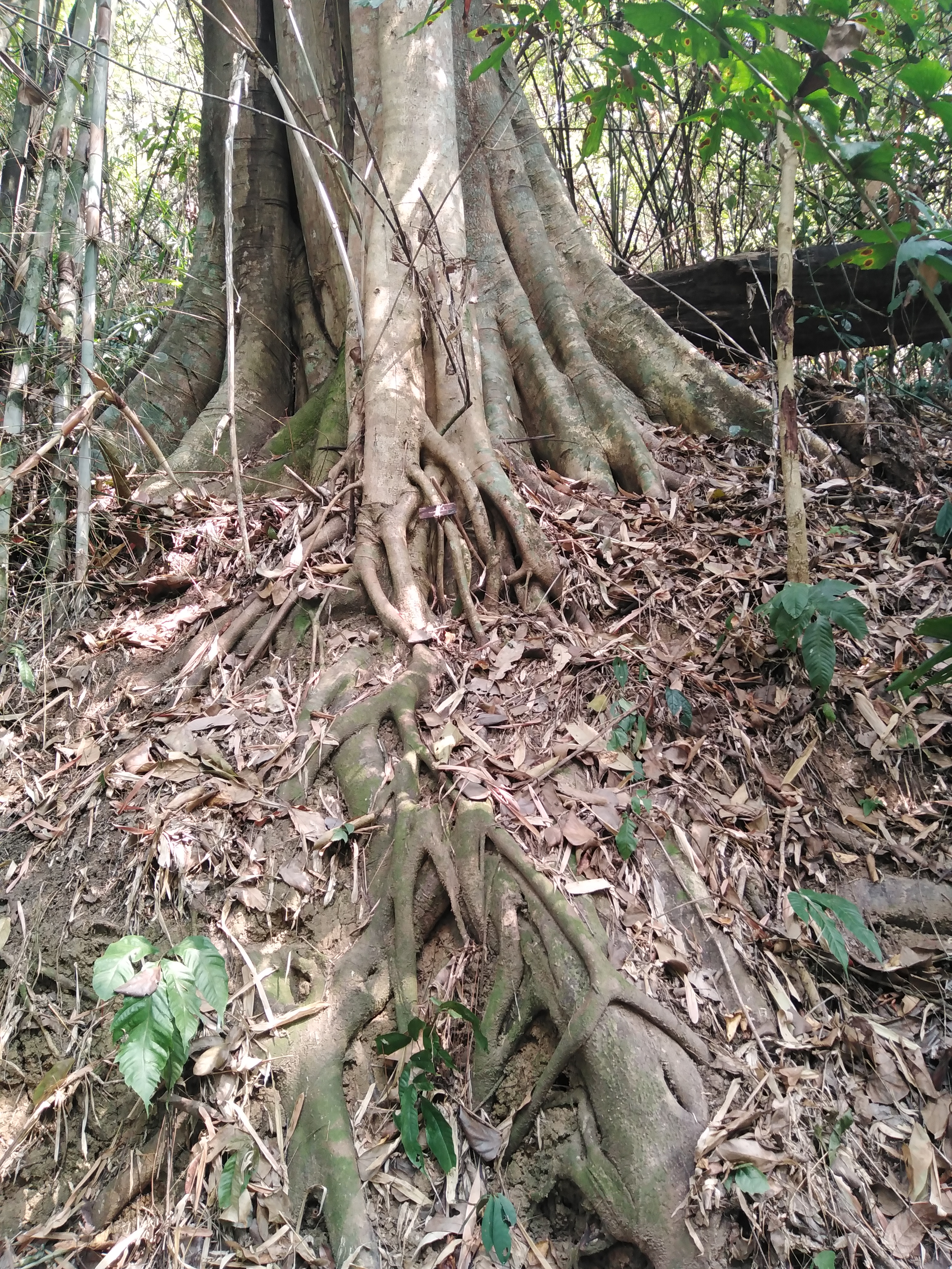 กร่าง Ficus altissima Bl.<br/>Moraceae