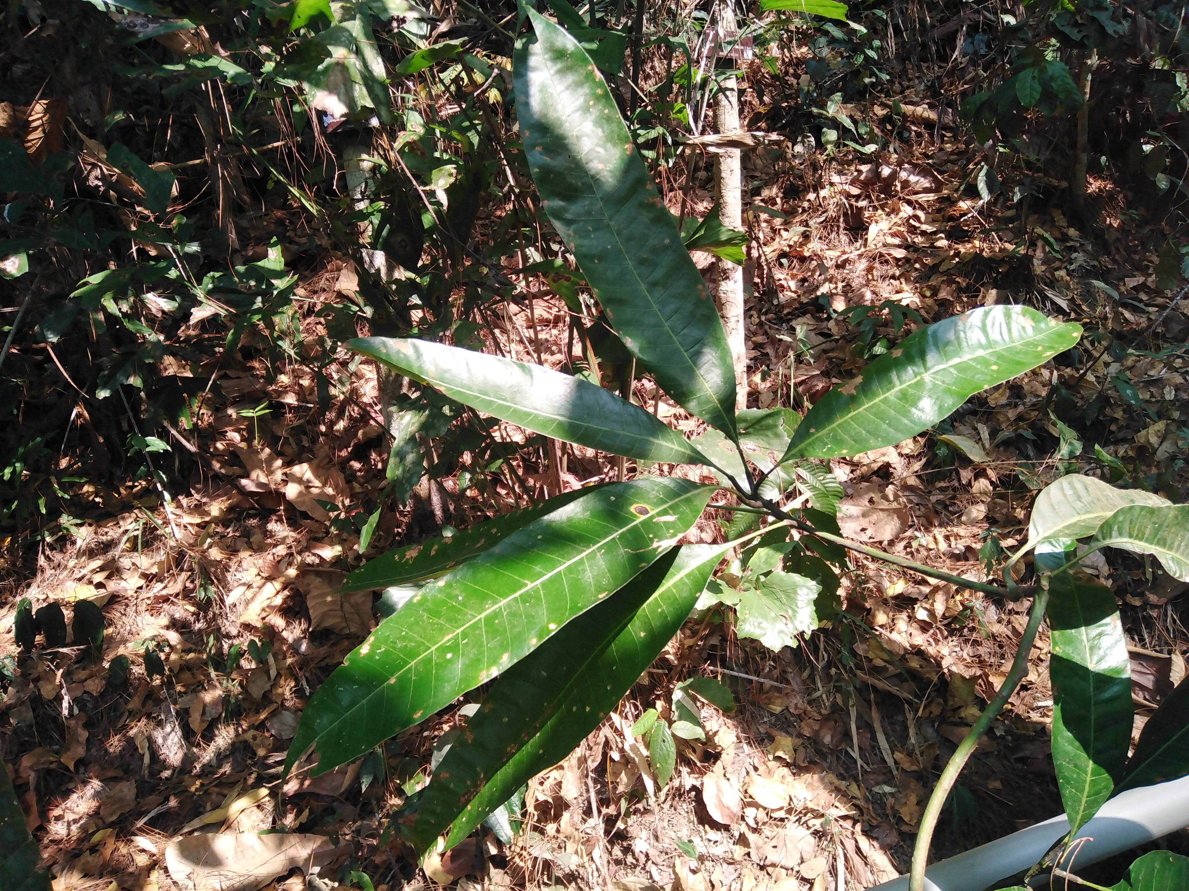 มะม่วงป่า Mangifera sylvatica Roxb.<br/>Anacardiaceae