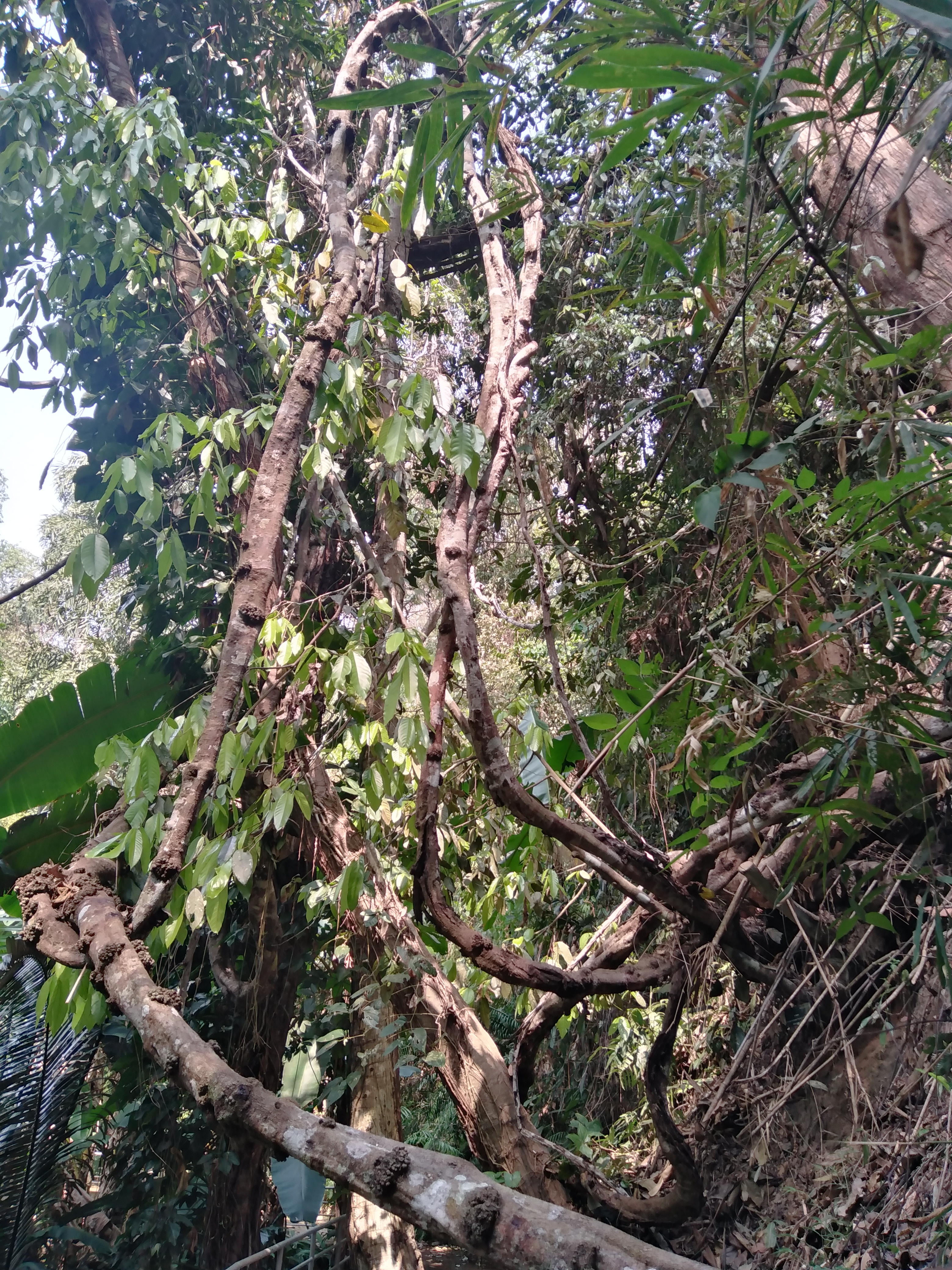 สะบ้าลิง Entada glandulosa Gagnep.<br/>Fabaceae