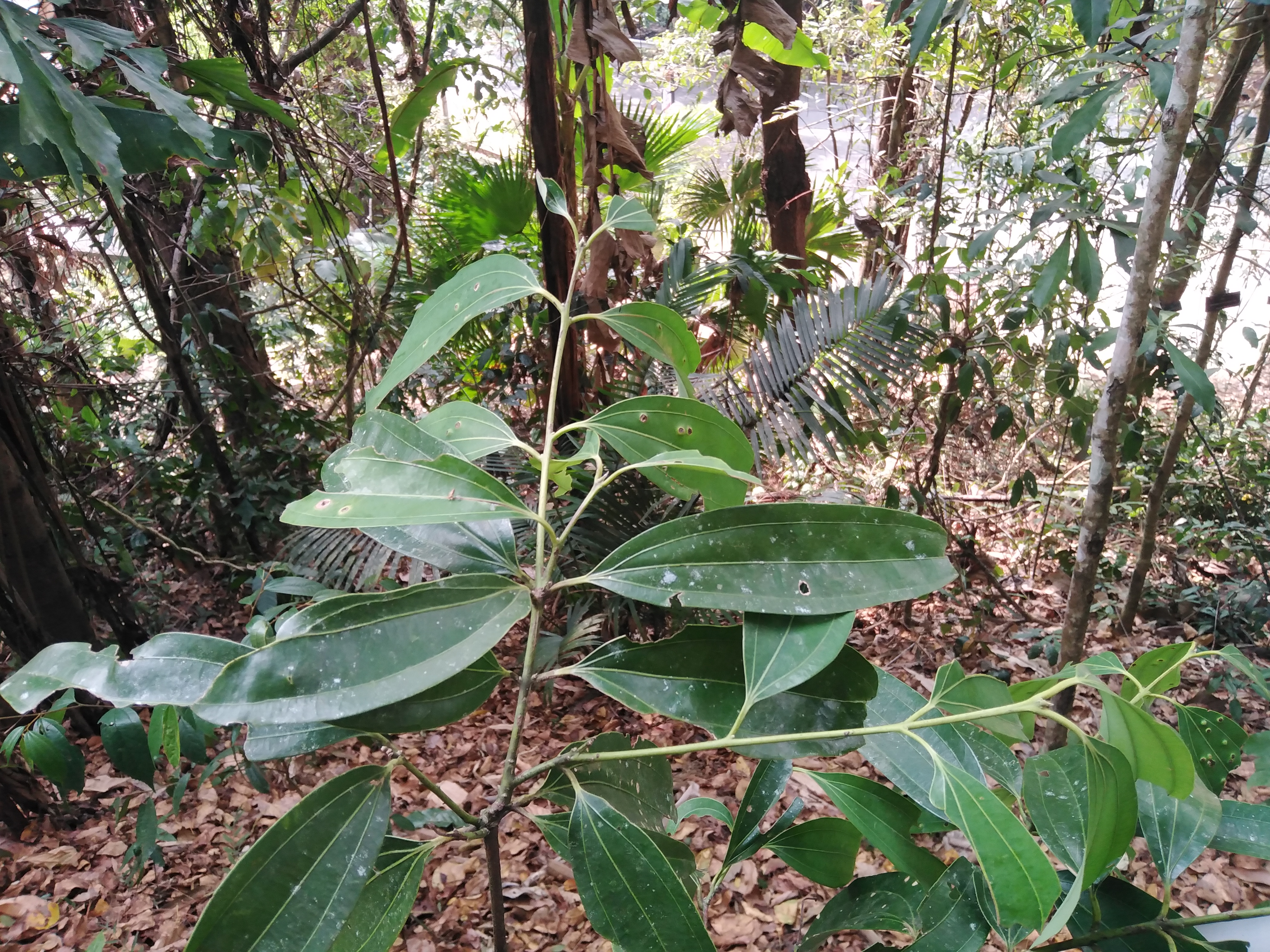 เชียด Cinnamomum iners Reinw.ex.Bl.<br/>Lauraceae