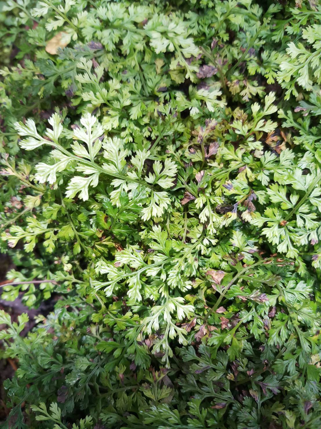 เฟินใบผักชี	 Bolbitis heterochita (C.Prestl) Ching <br/>Dryopteridaceae