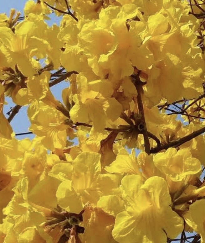 เหลืองเชียงราย Handroanthus chrysotrichus (Mart. ex DC.) Mattos <br/>BIGNONIACEAE